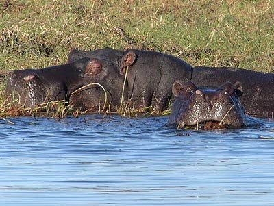 hippopotamus