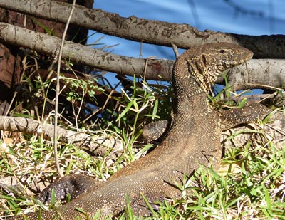monitor lizard