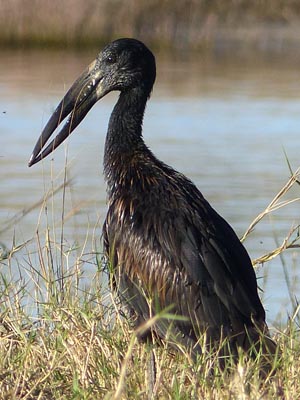 openbilled stork