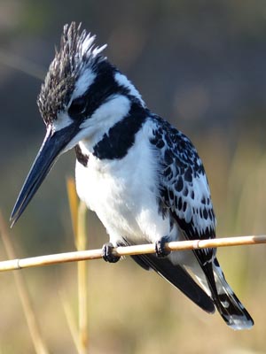 pied kingfisher