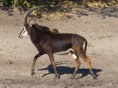 sable antelope