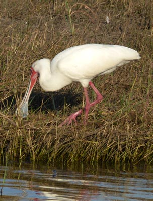 spoonbill