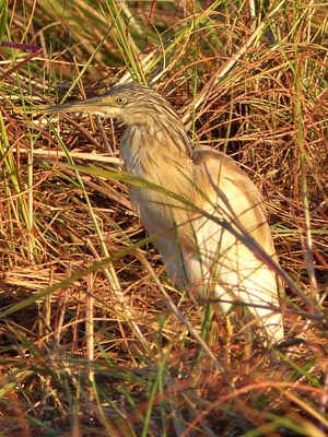 squacco heron