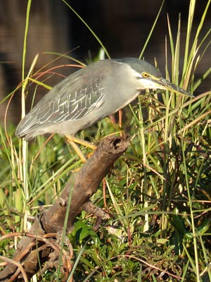 immature squacco heron