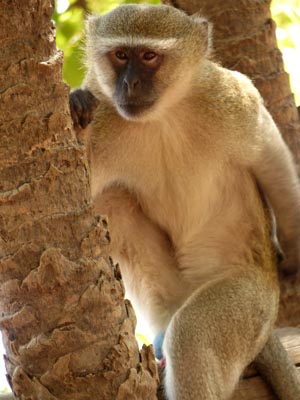 vervet monkey