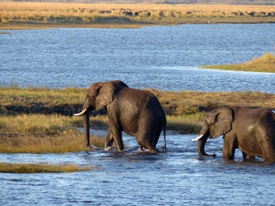 wet ellies