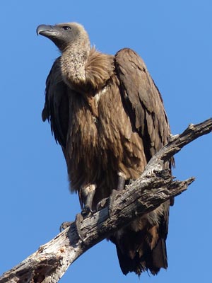 whitebacked vulture