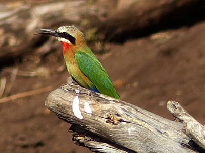 whitefronted bee-eater