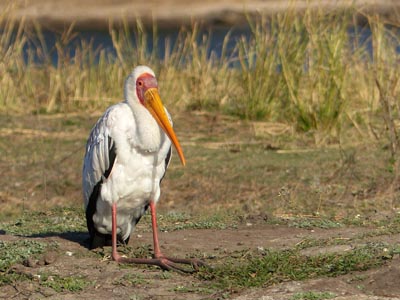 yellowbilled stork