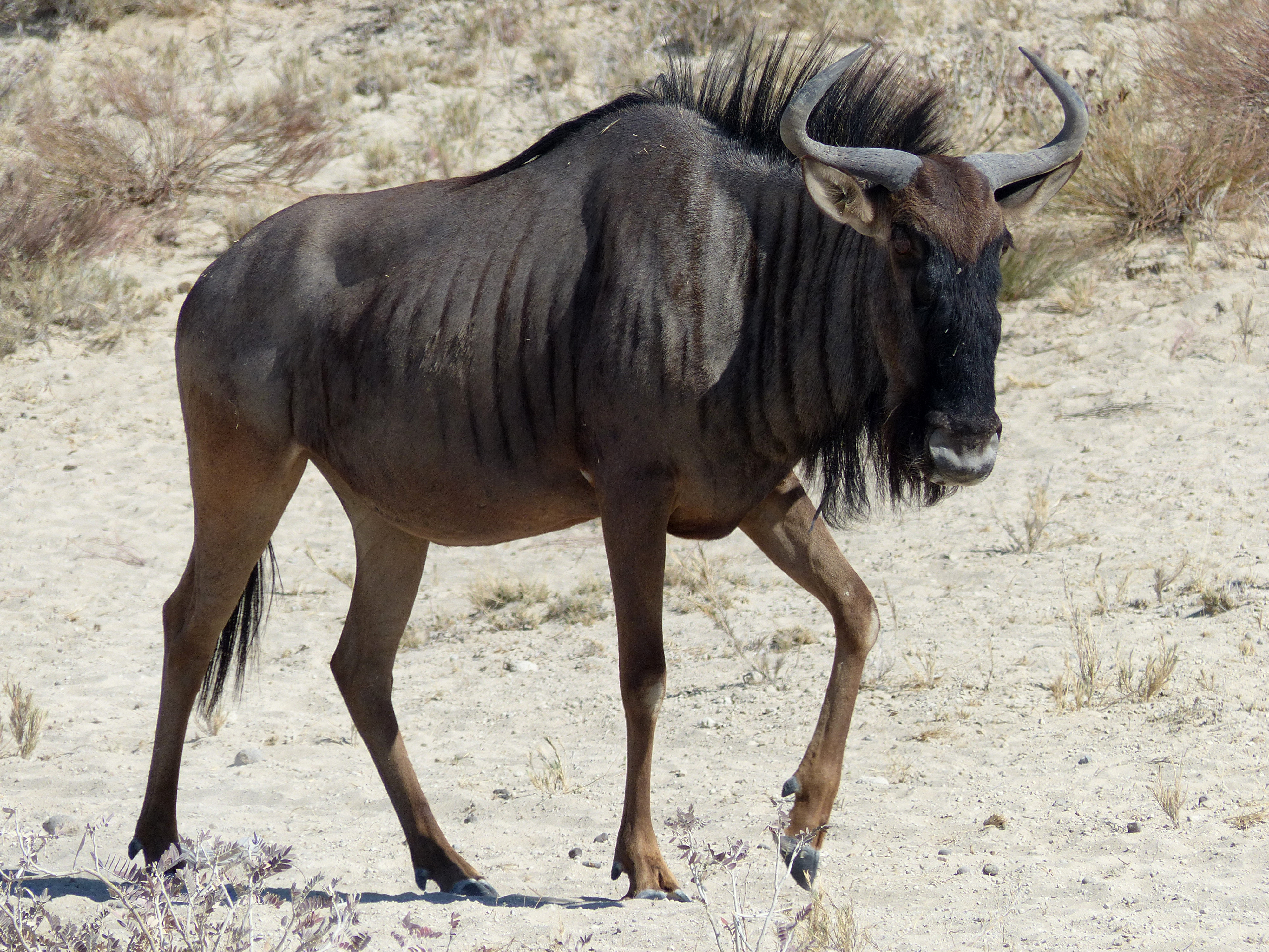blue wildebeest