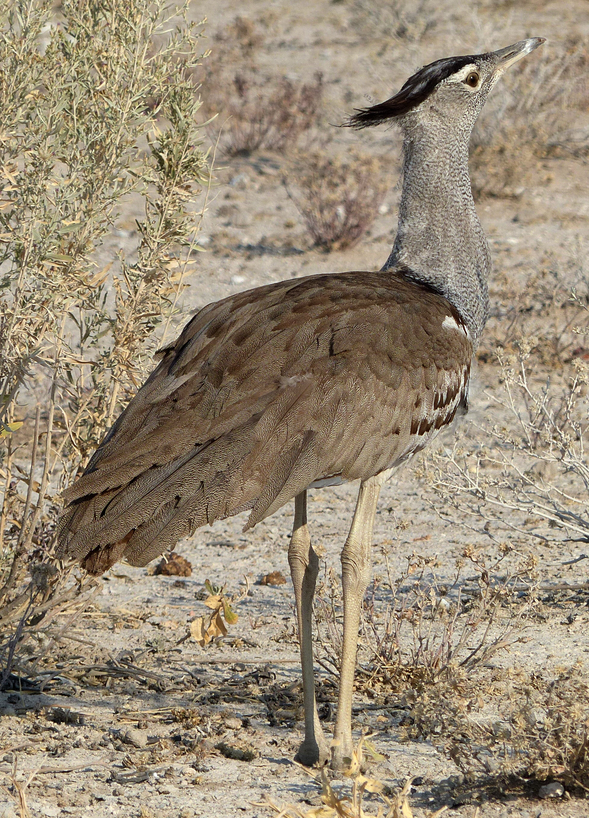 kori bustard