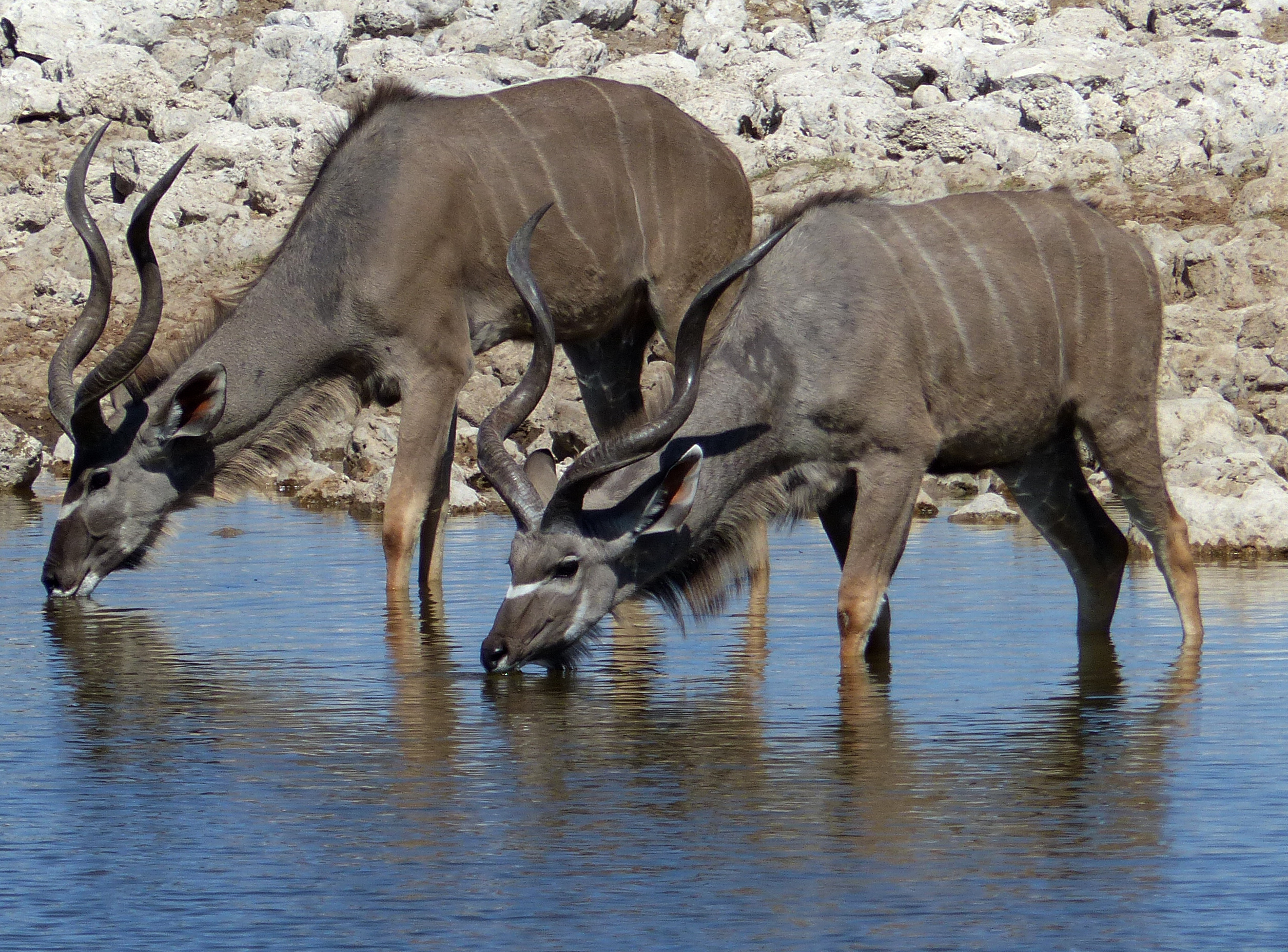 male kudu