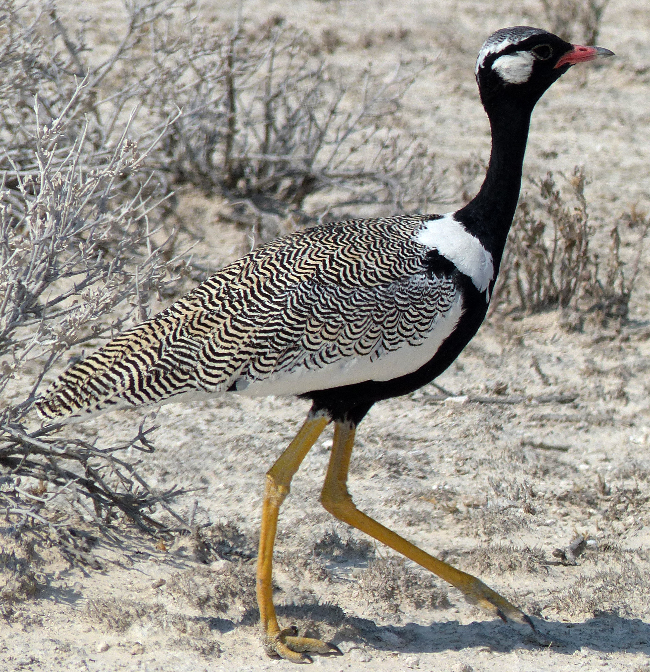 male northern black korhaan