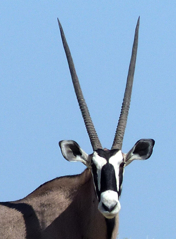 oryx face