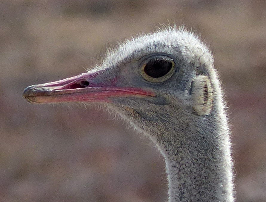 male ostrich