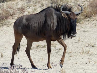 blue wildebeest