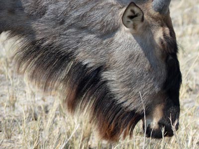 blue wildebeest