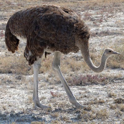 female ostrich