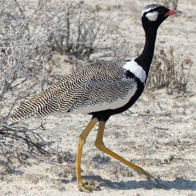 male northern black korhaan