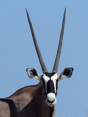 oryx face