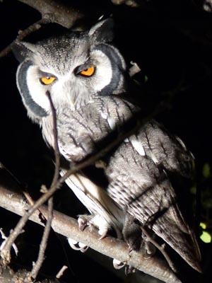 whitefaced owl