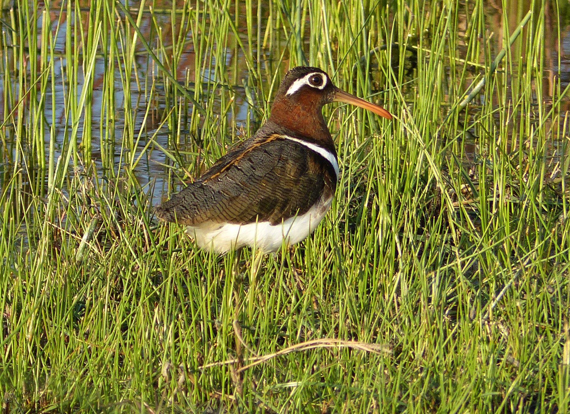 female painted snipe