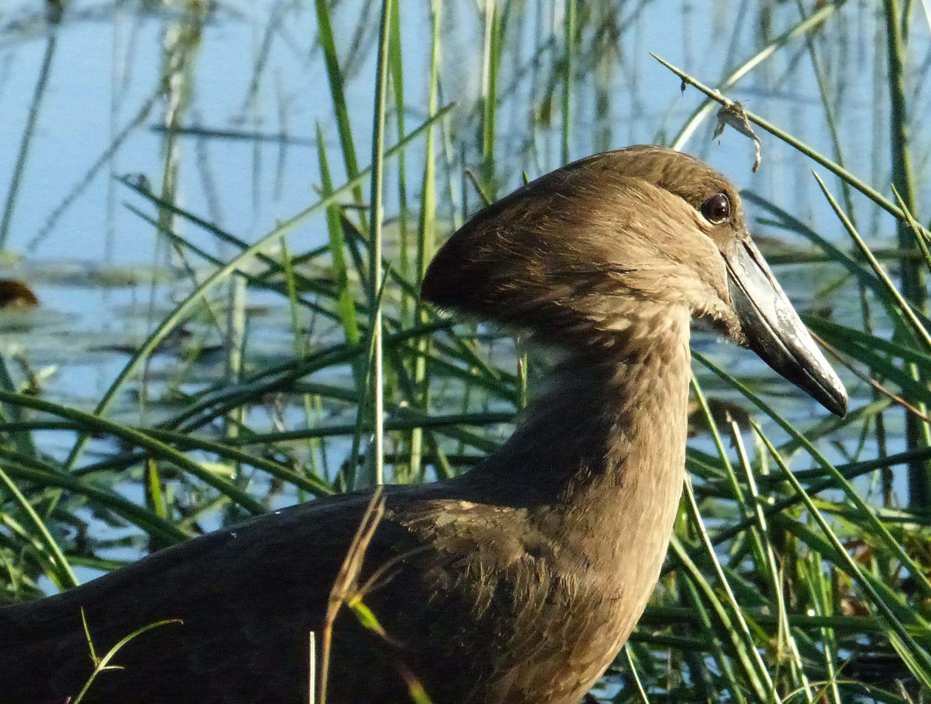 hamerkop