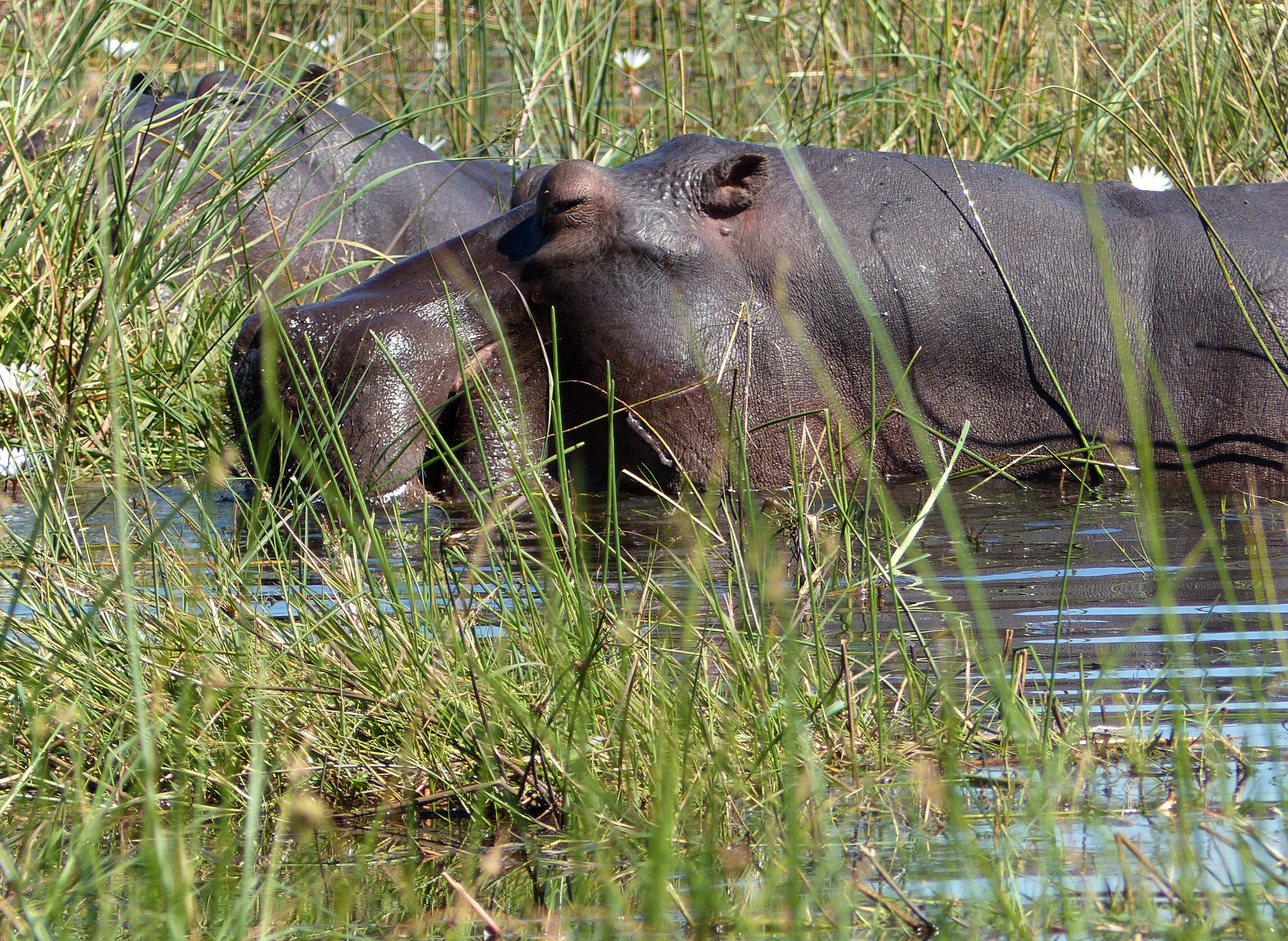 hippopotamus