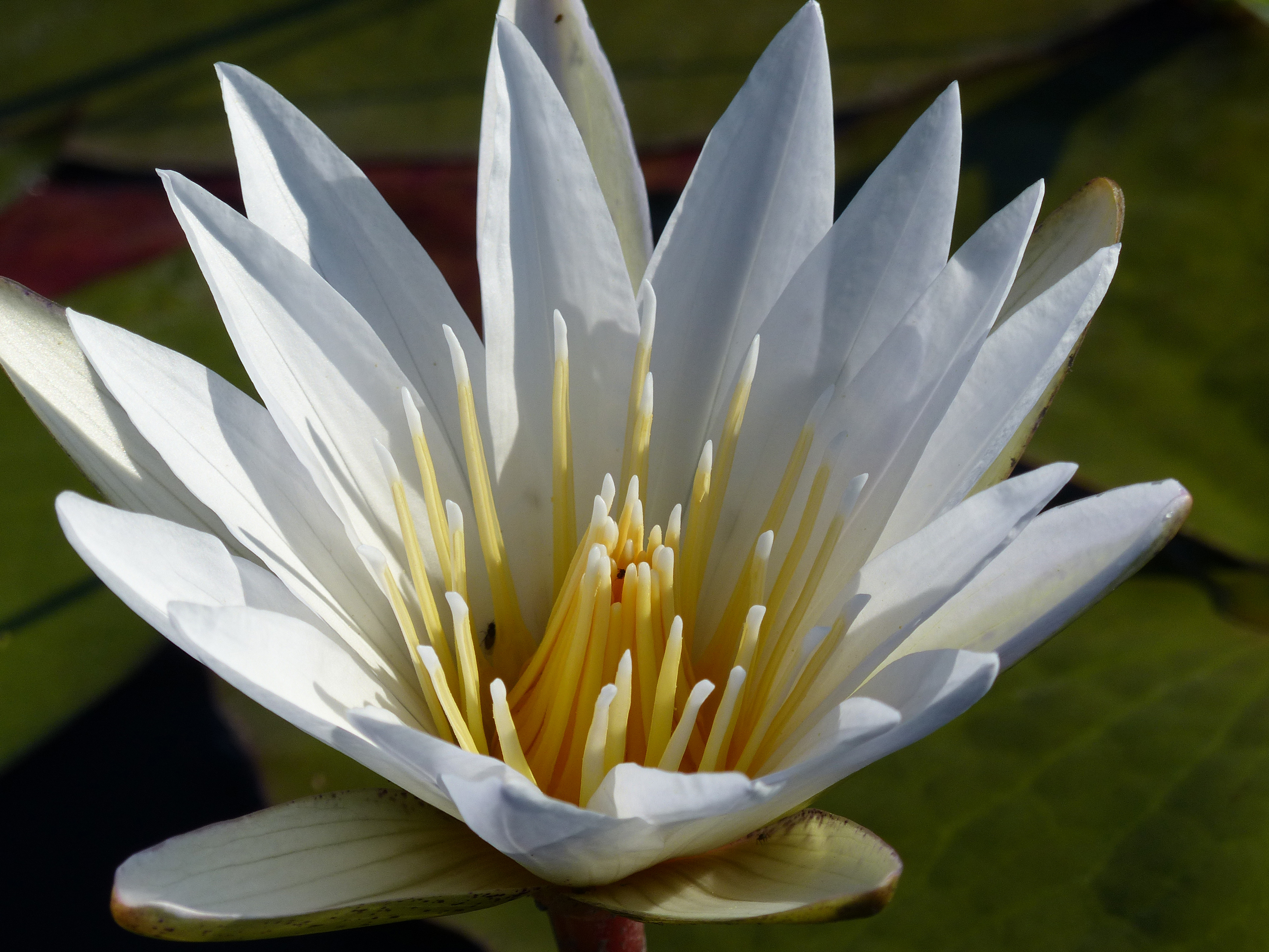 water lilies