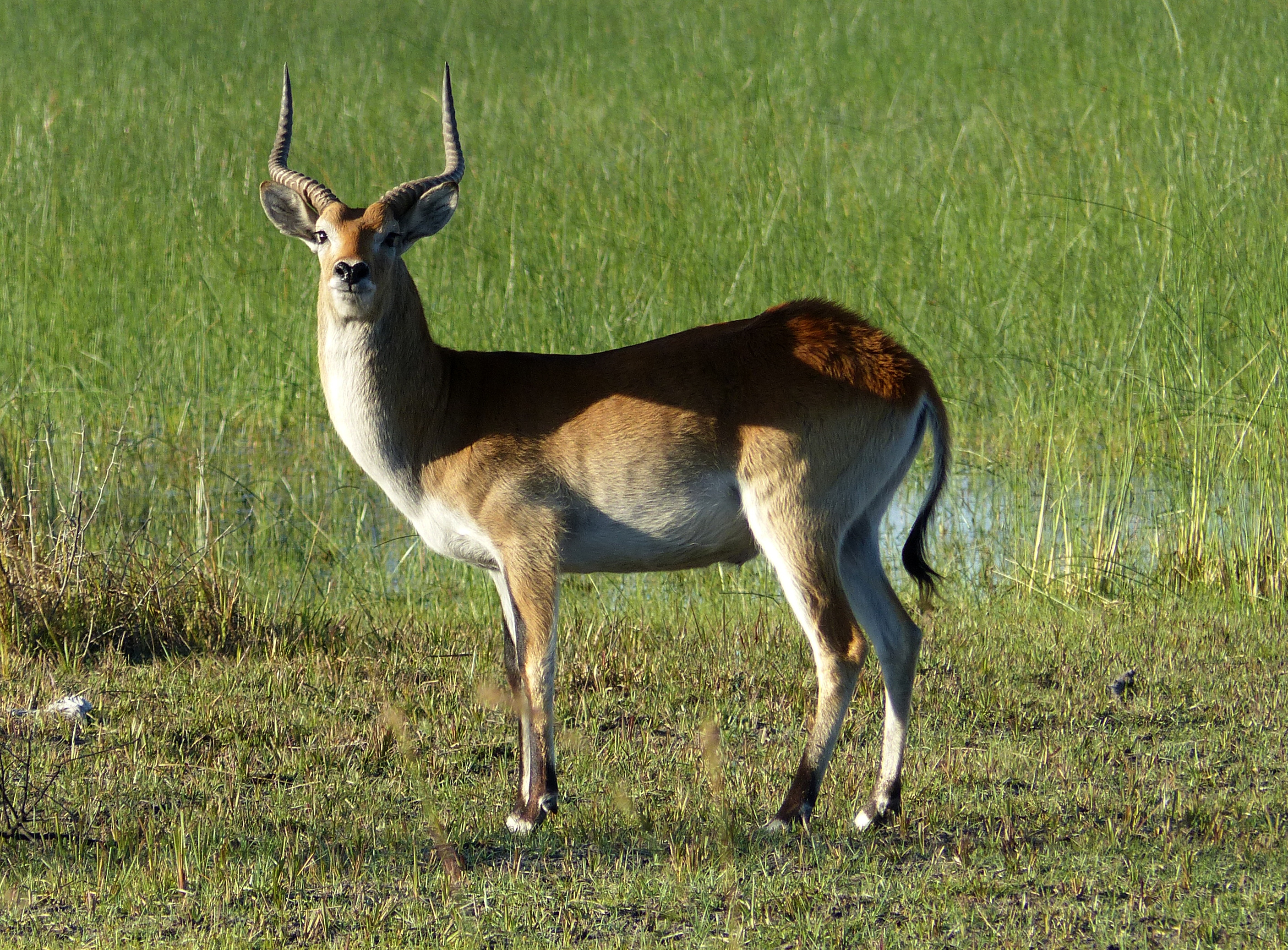 red lechwe