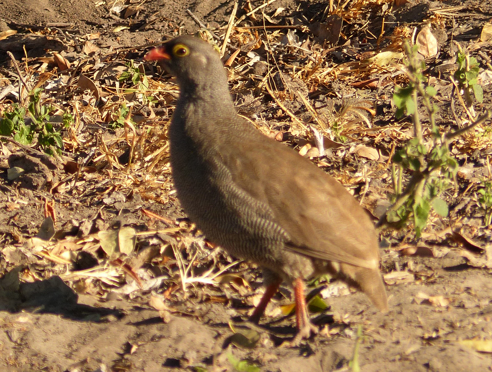 redbilled francolin