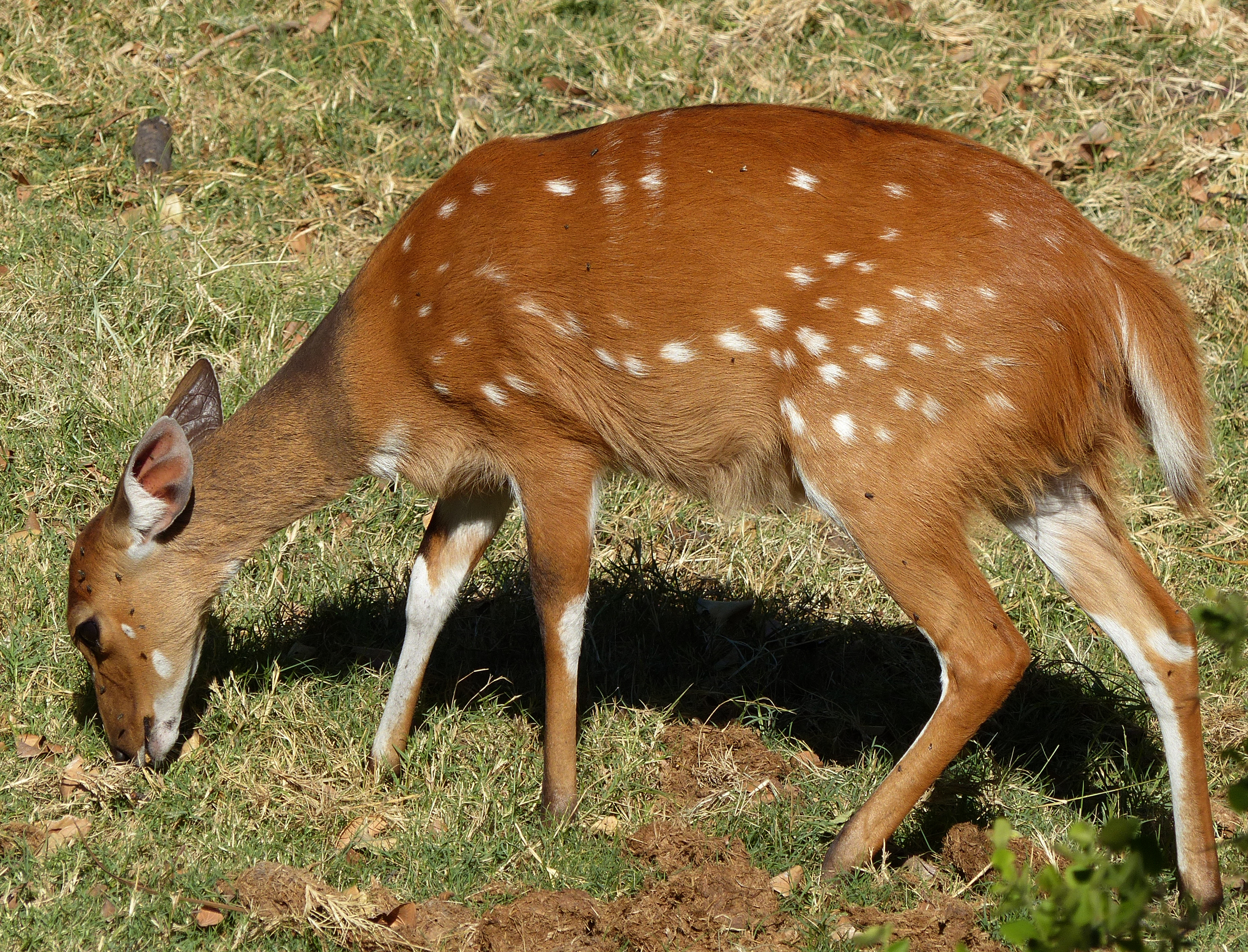 reedbuck