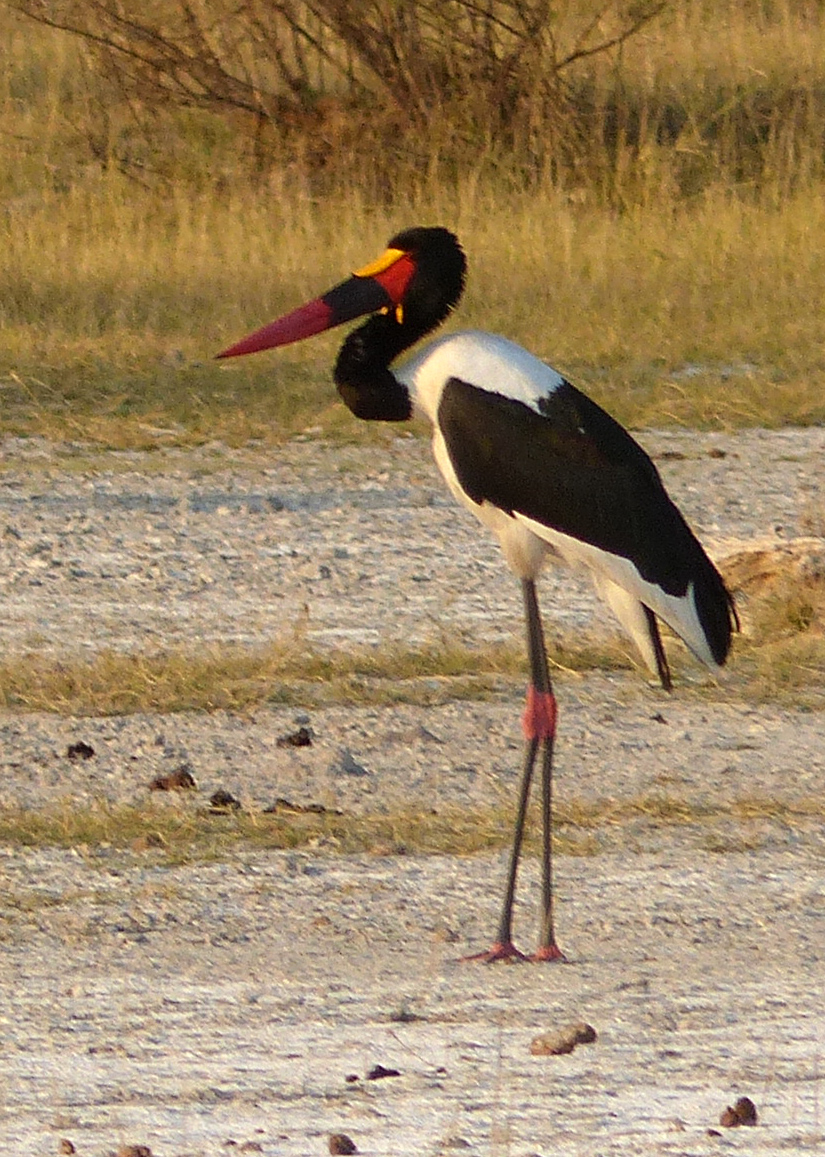 saddlebilled stork