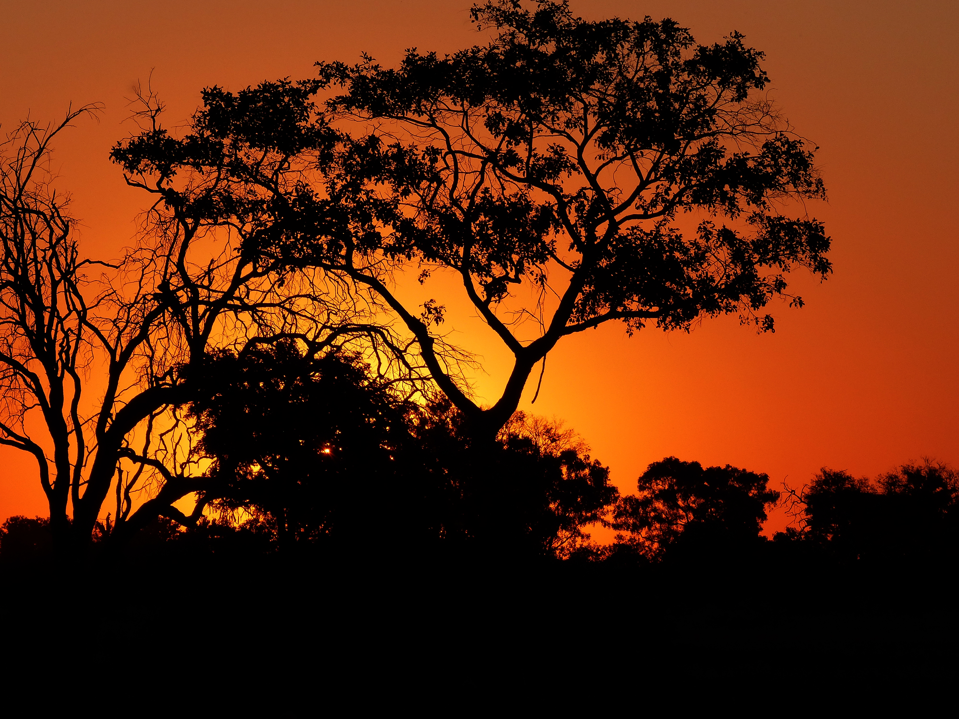 Okavango sunset