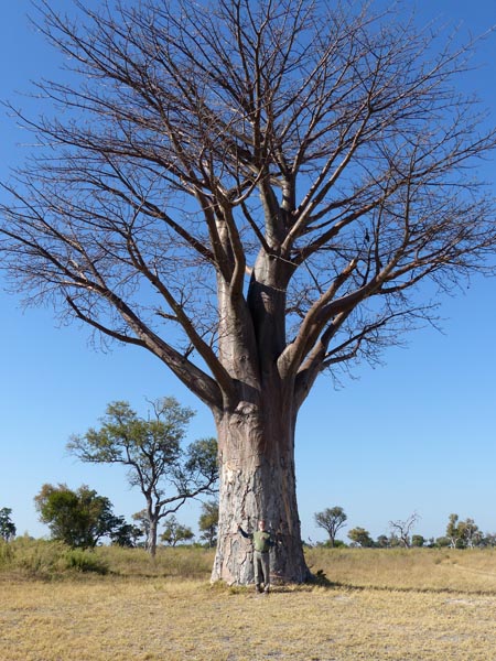 John and baobab tree