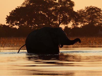 silhouette