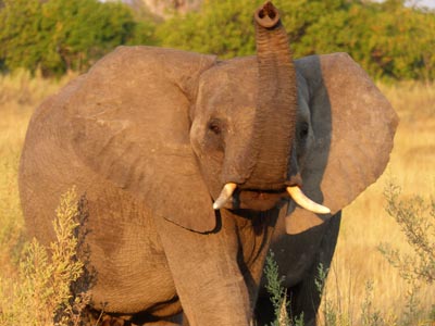elephant trunk