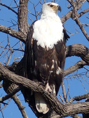 fish eagle