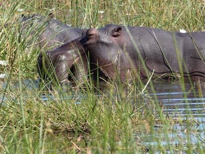 hippo