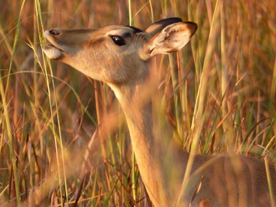 impala