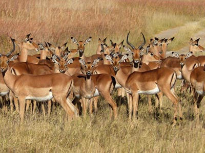 impala