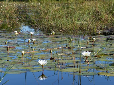water lilies