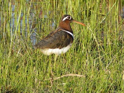 female painted snipe