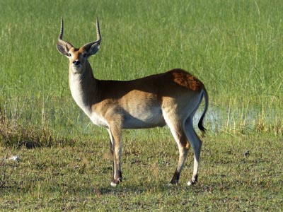 red lechwe