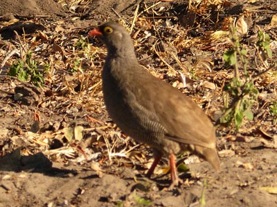 redbilled francolin