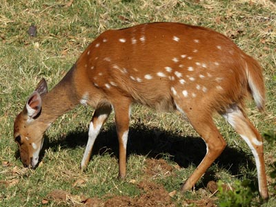reedbuck