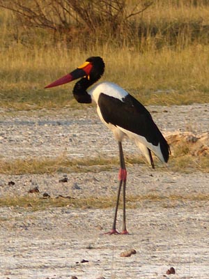saddlebilled stork