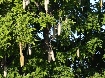 sausage tree
