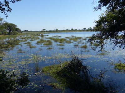 swamp