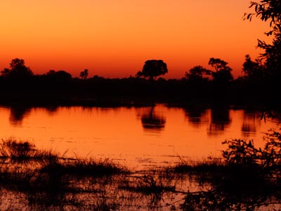 swamp